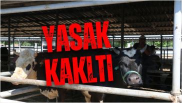 Hayvan pazarı yeniden açıldı