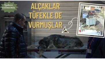 Vücudundan yüzlerce saçma izine rastlandı