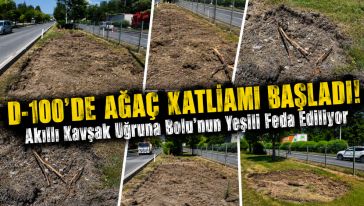 Ağaçlar bir bir sökülüyor!