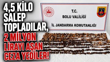 Yeniçağada salep operasyonu!